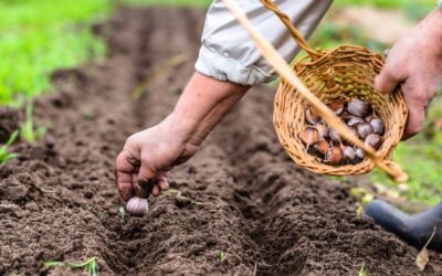 Usos del ajo en la agroindustria